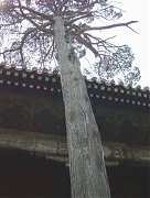 DSC01428_大小