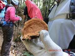 2013-03-17 水漾 187 (桑黃)..